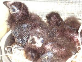 Crias de Turaco